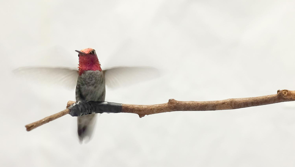 A hummingbird - Celebrating the International Day of Women and Girls in Science